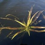 Stratiotes aloides Leaf