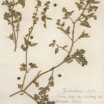 Atriplex glabriuscula その他の提案