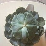 Aeonium castello-paivae Leaf