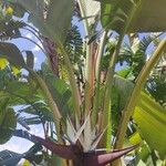 Strelitzia nicolai Λουλούδι