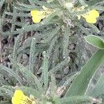 Ajuga chamaepitys Flor