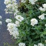 Valeriana rubra 整株植物