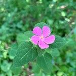 Pavonia lasiopetala Flower