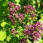 Syringa vulgarisFlower