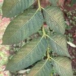 Toona ciliata Leaf