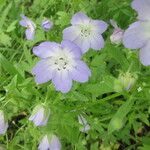 Nemophila phacelioides Цвят