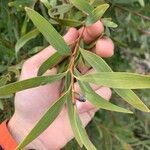 Hakea salicifolia Folha