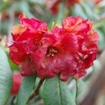 Rhododendron barbatum Flor