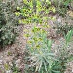 Euphorbia characias Blatt