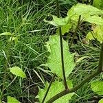 Lapsana communis Blatt