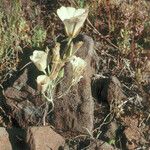 Calochortus bruneaunis Fiore