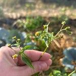 Galinsoga parviflora Likasa