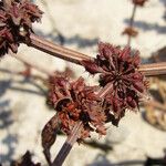 Rumex dentatus Fruit