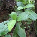 Henriettea cuneata Leaf