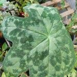 Podophyllum cv. 'Kaleidoscope' Folha