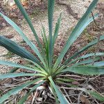 Yucca rupicola Habit