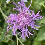 Centaurea nigrescensCvet