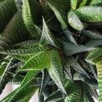 Haworthia limifolia Leaf