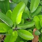 Kalanchoe pinnata Leaf