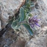 Paederota bonarota Fula