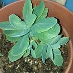 Sedum telephium Leaf