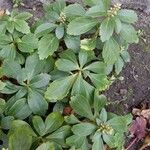 Pachysandra terminalis Листок