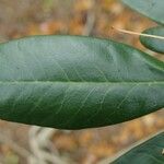 Rhododendron fulvum Frunză