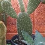 Opuntia leucotricha Blatt