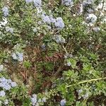 Ceanothus impressus आदत