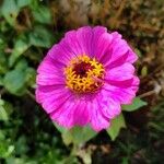 Zinnia elegans花