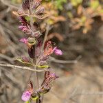 Teucrium divaricatum പുഷ്പം