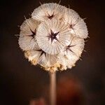 Lomelosia stellata Mbuma