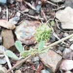 Medicago truncatula Frucht