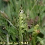 Botrychium simplex Fruit