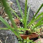 Cyperus iria Blad