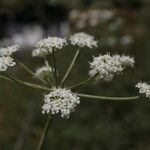 Peucedanum oreoselinum Flower