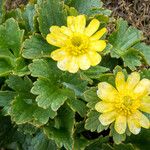 Ranunculus insignisBlüte