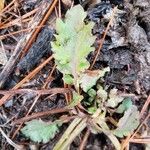 Senecio sylvaticus Blad