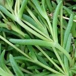 Delosperma cooperi Blatt