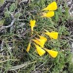 Narcissus bulbocodium Habit