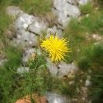 Centaurea rupestris 叶