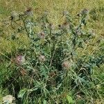 Cirsium eriophorum 整株植物