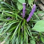 Liriope muscari 葉