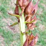 Digitalis lutea Frucht