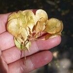 Ateleia herbert-smithii Fruto