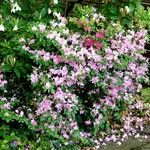 Rhododendron kiusianum Hàbitat