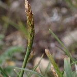 Carex uncinioides 花