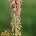 Carex hispida Kéreg