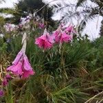 Dierama pulcherrimum Flower