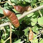 Robinia viscosa Fruit